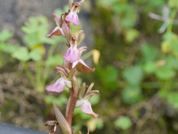 <h3><a href="/trips/kreta/biota/plantae/tracheophyta/liliopsida/asparagales/orchidaceae/anacamptis collina/anacamptis collina-nl.html">Anacamptis&nbsp;collina</a> / Fan‑lipped&nbsp;orchid / Heuvelorchis</h3>OM-1 Mark II met OLYMPUS M.150-400mm F4.5, 1/500 sec  bij F6.3, ISO 2000, afstand 1.865&nbsp;m